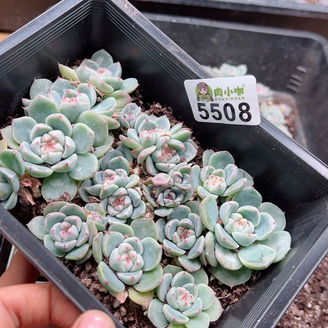 任*M多肉植物多肉植物