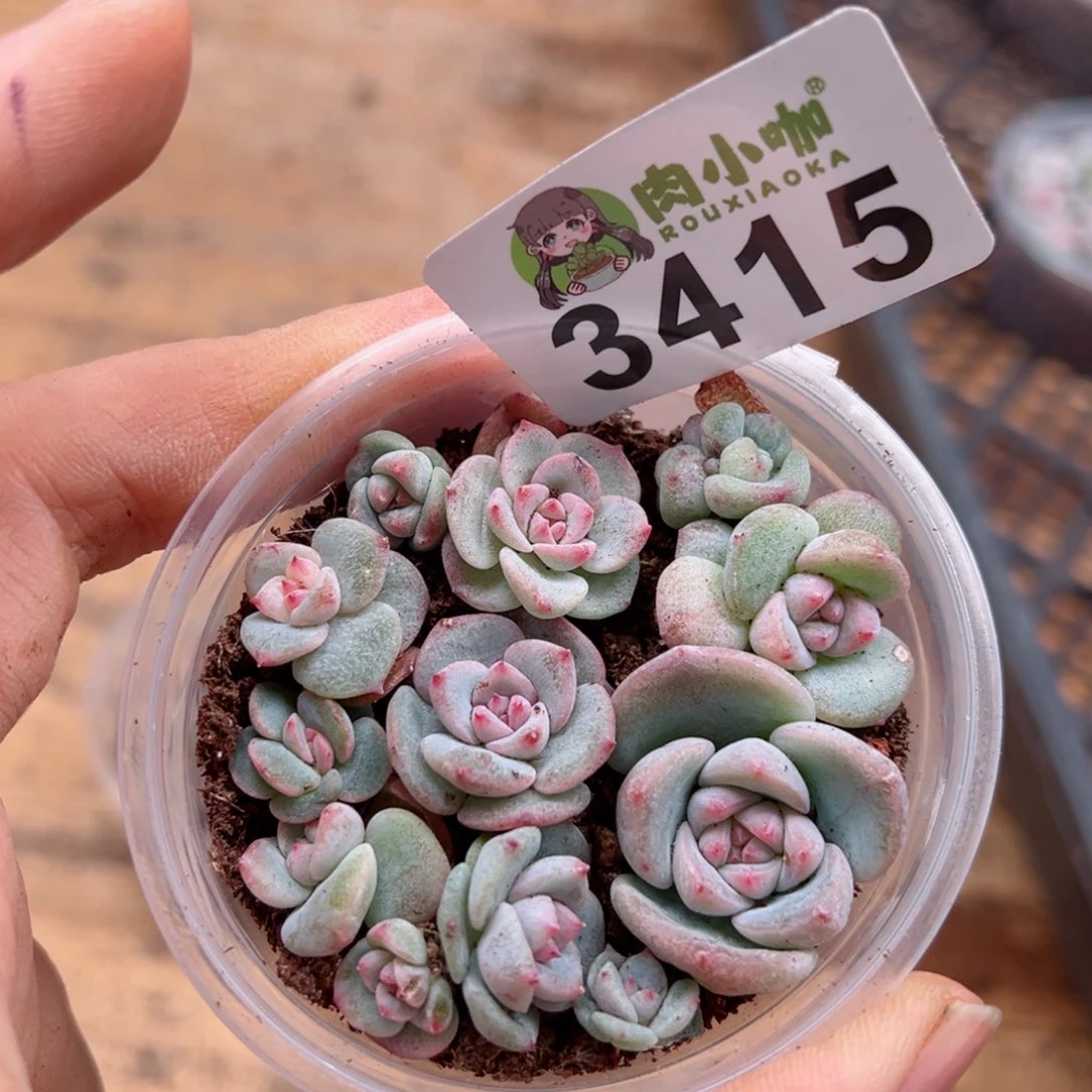 多肉植物多肉植物