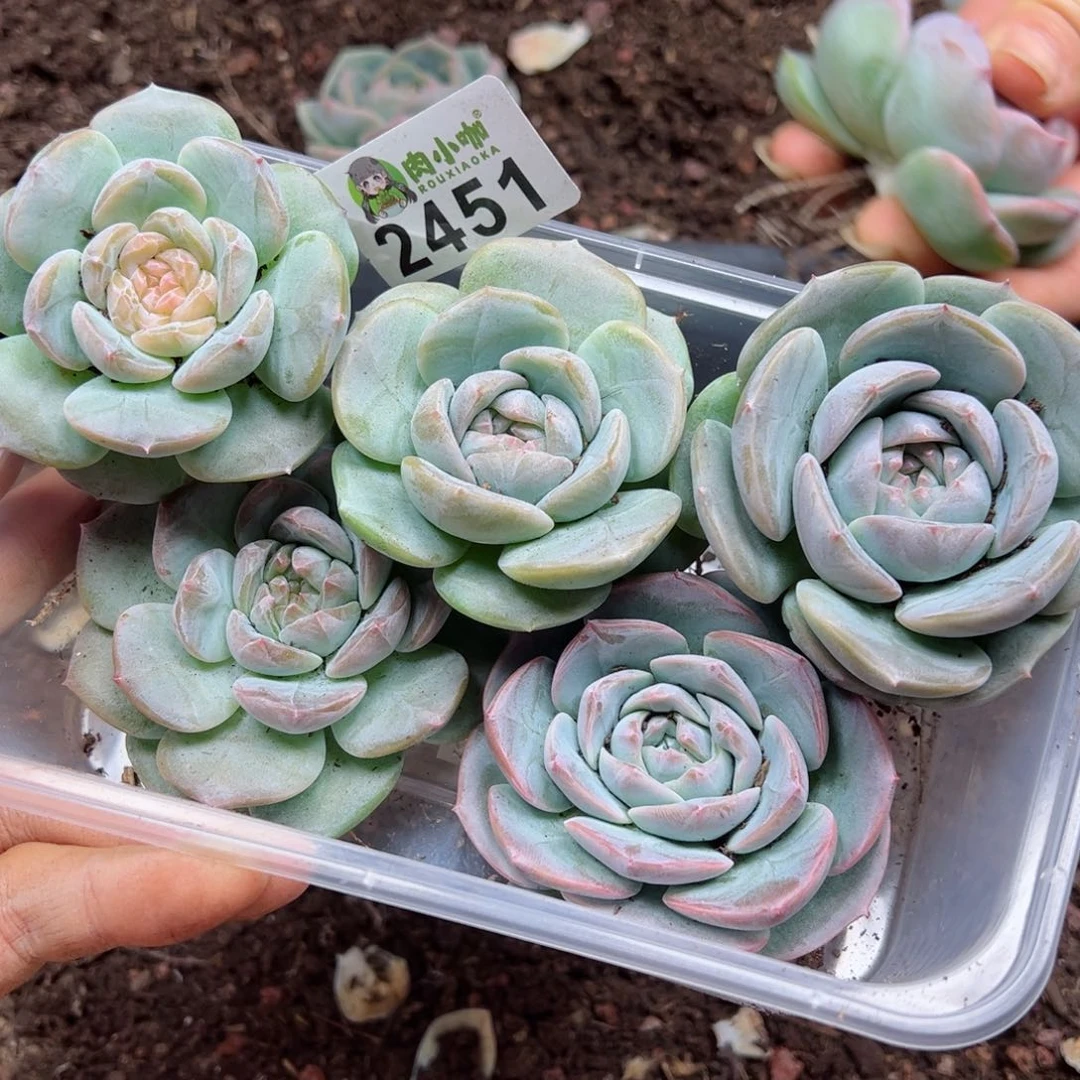 多肉植物多肉植物