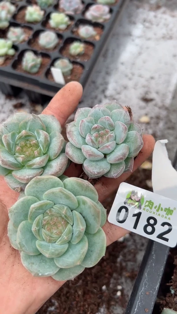 【闪购商品】182多肉