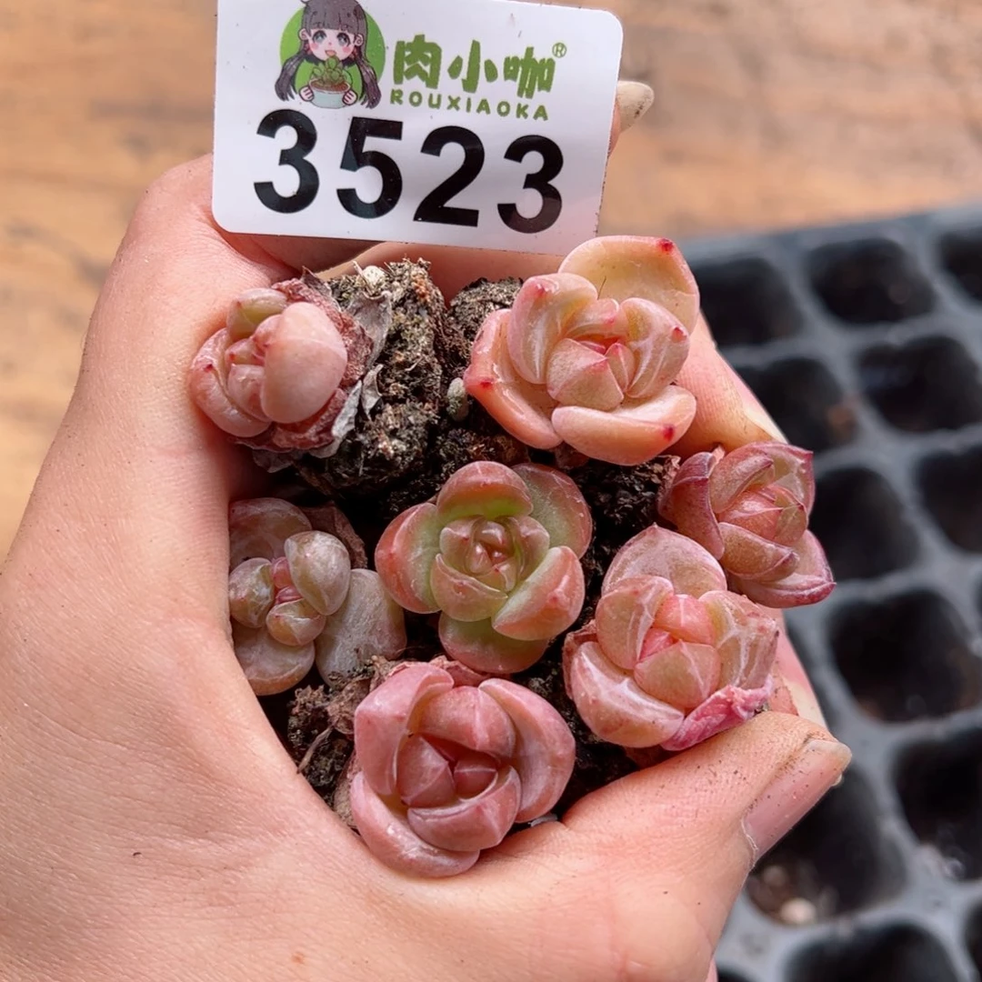 多肉植物多肉植物