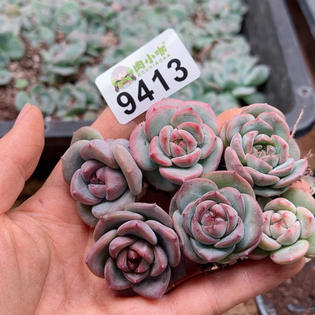 多肉植物多肉植物