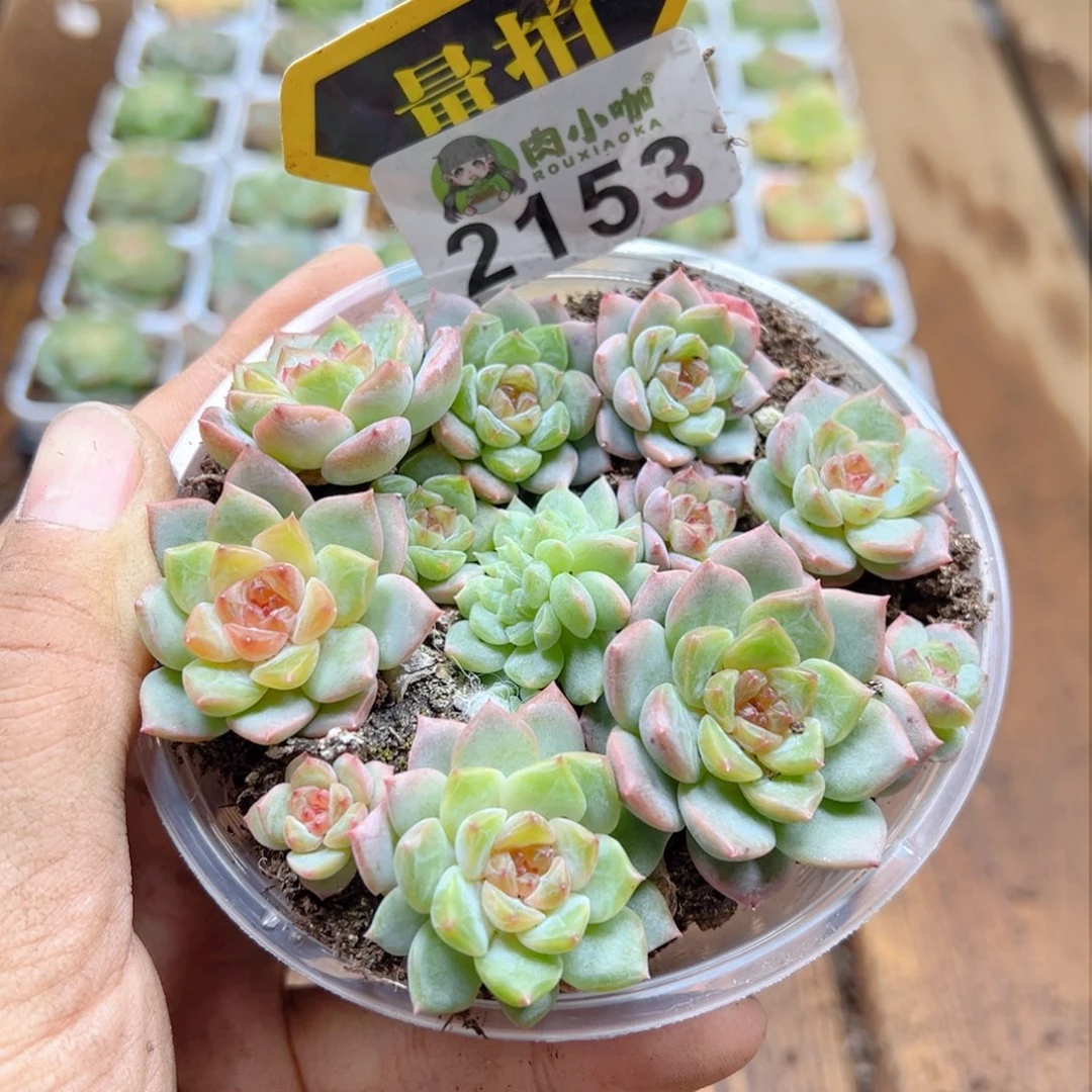 多肉植物多肉植物