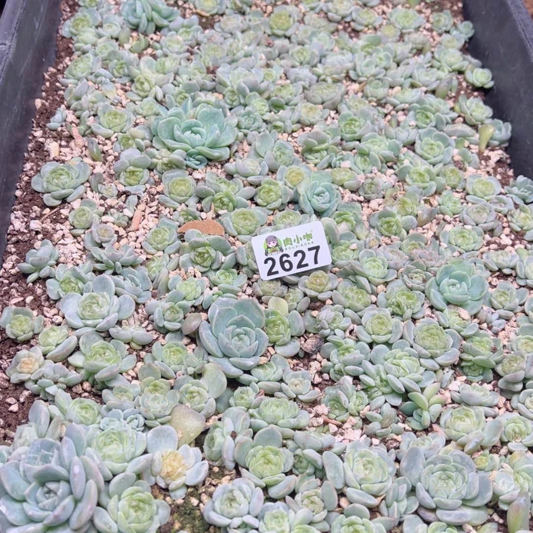 宋**宋多肉植物多肉植物