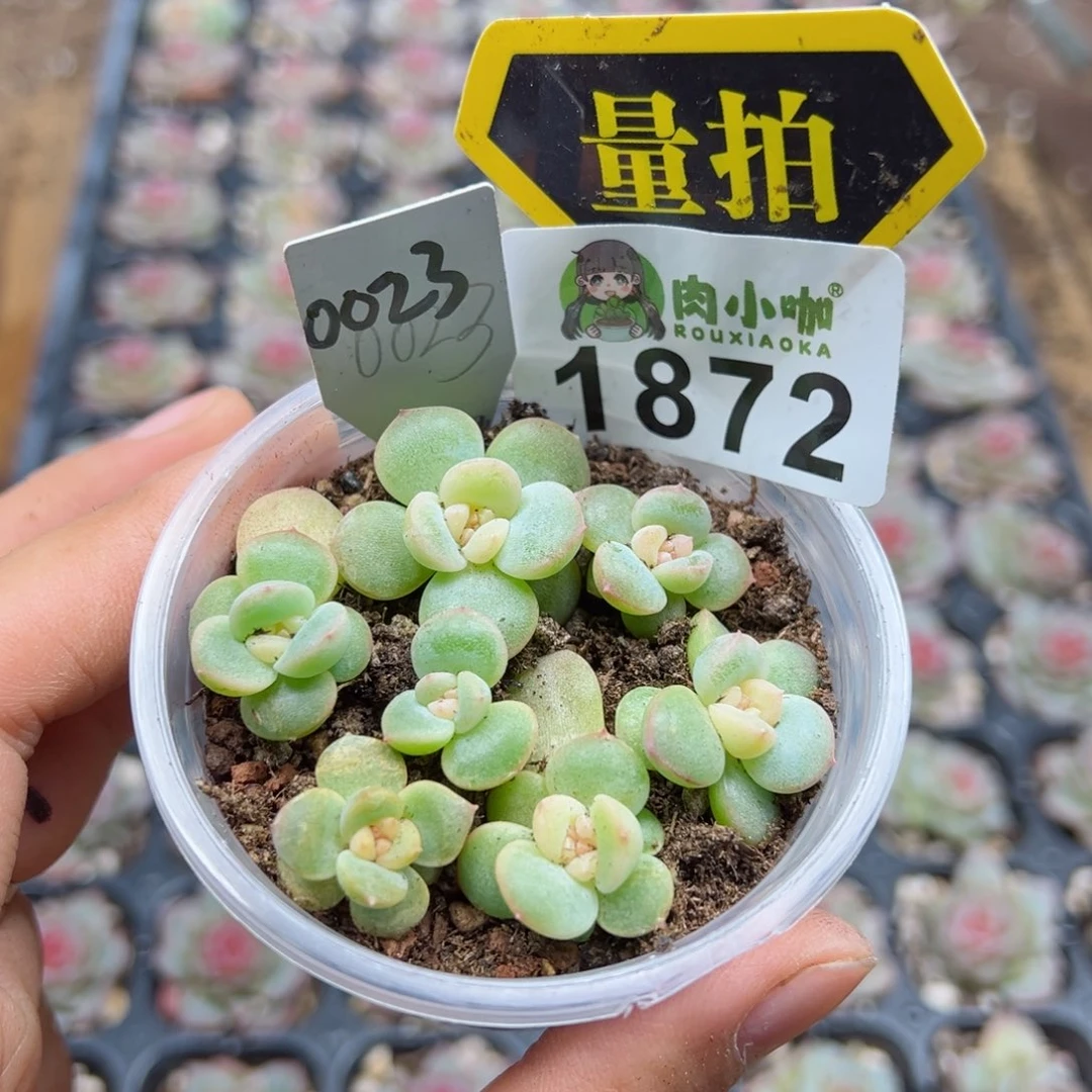 多肉植物多肉植物