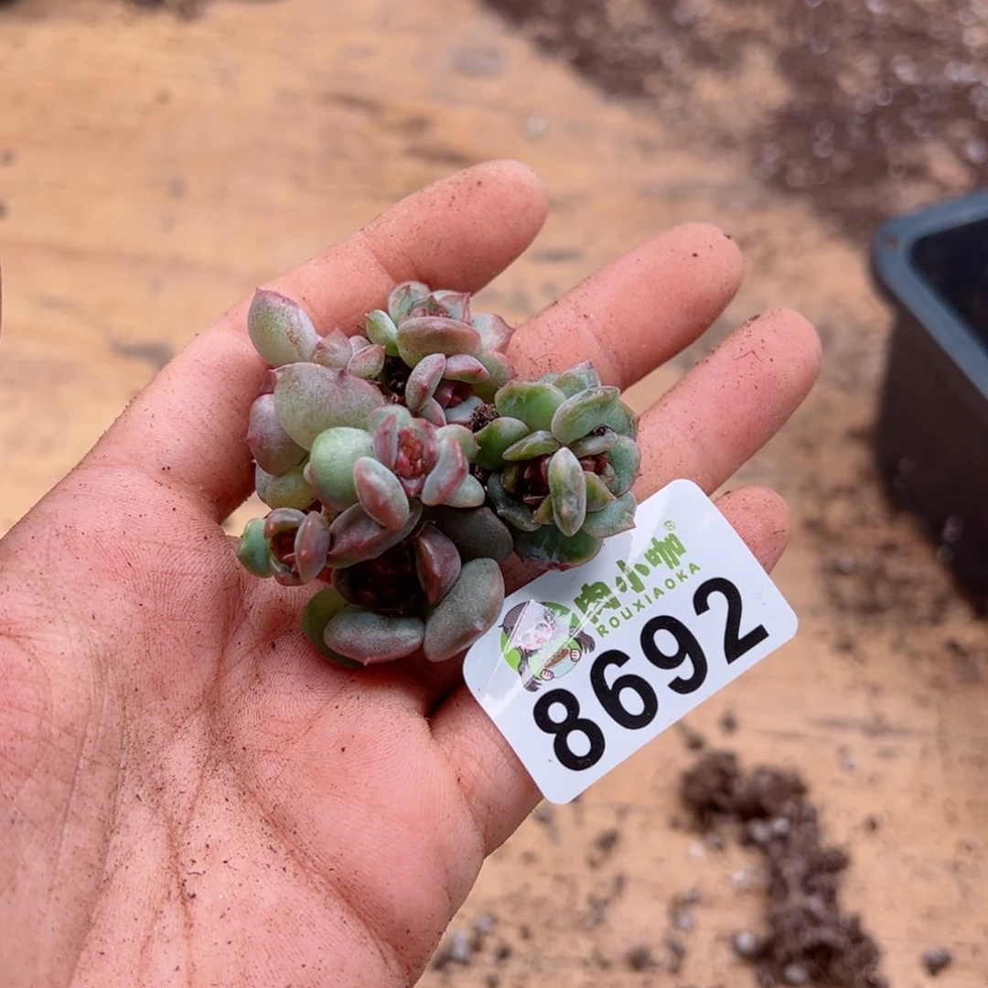 钱****?多肉植物多肉植物