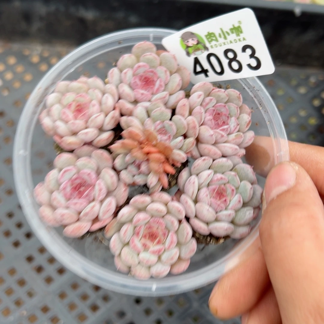 多肉植物多肉植物
