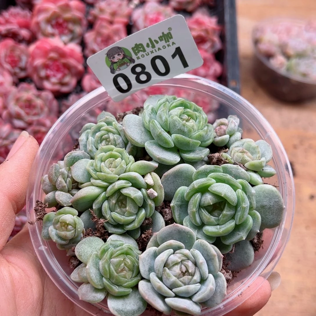 多肉植物多肉植物