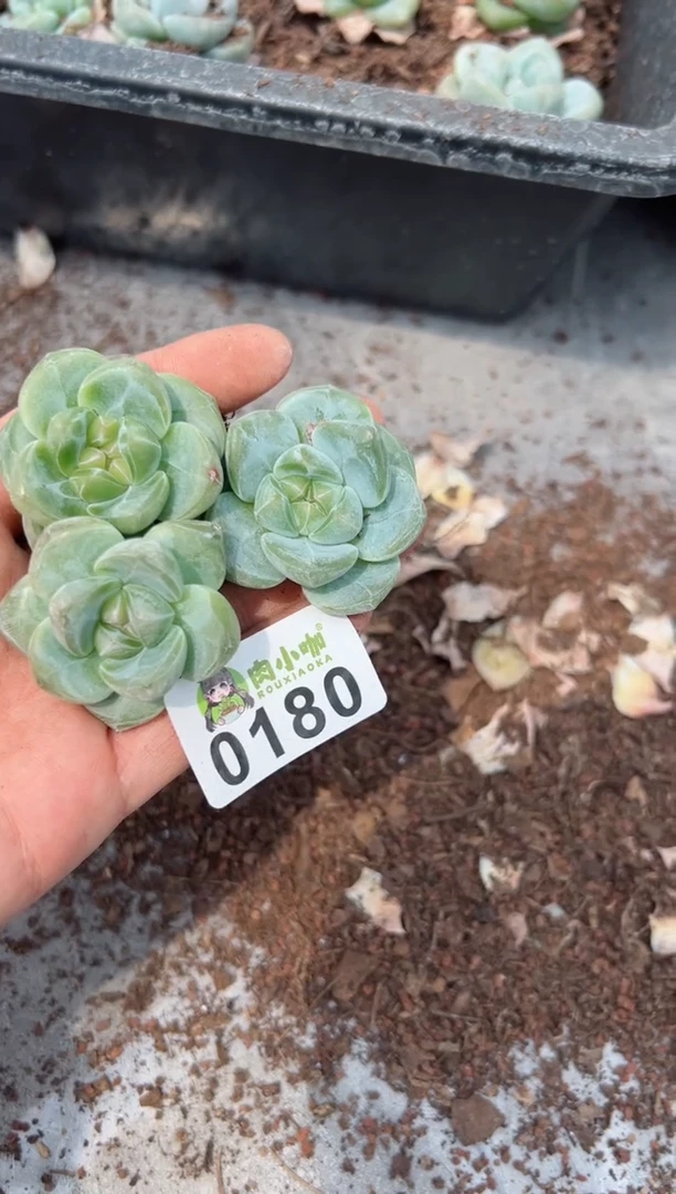 【闪购商品】180多肉