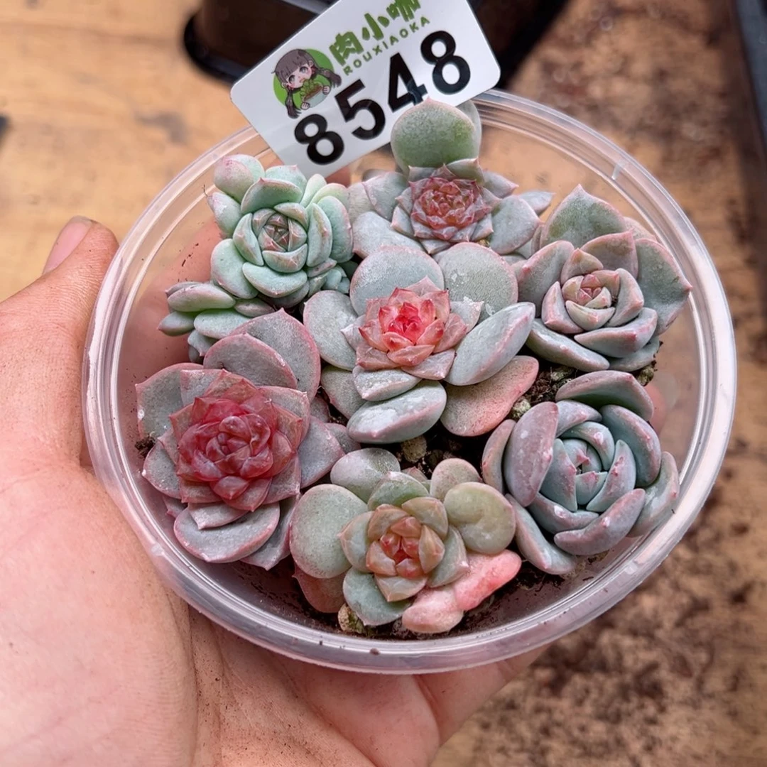 多肉植物多肉植物