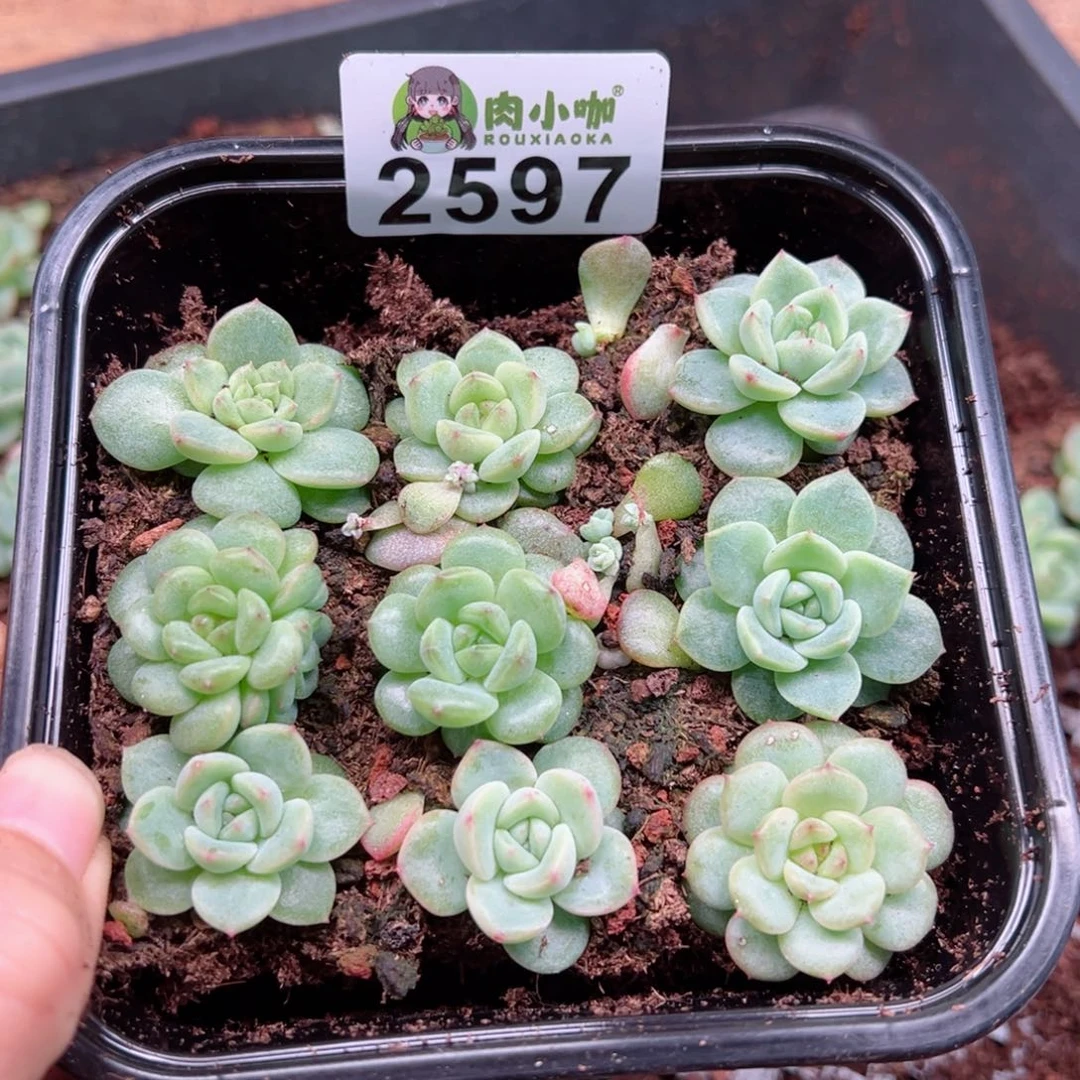 多肉植物多肉植物