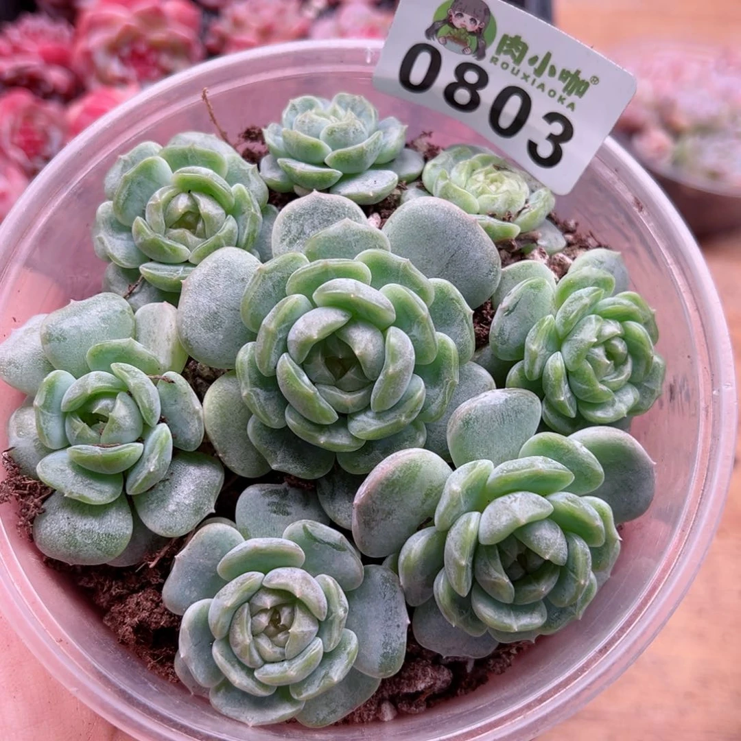 多肉植物多肉植物