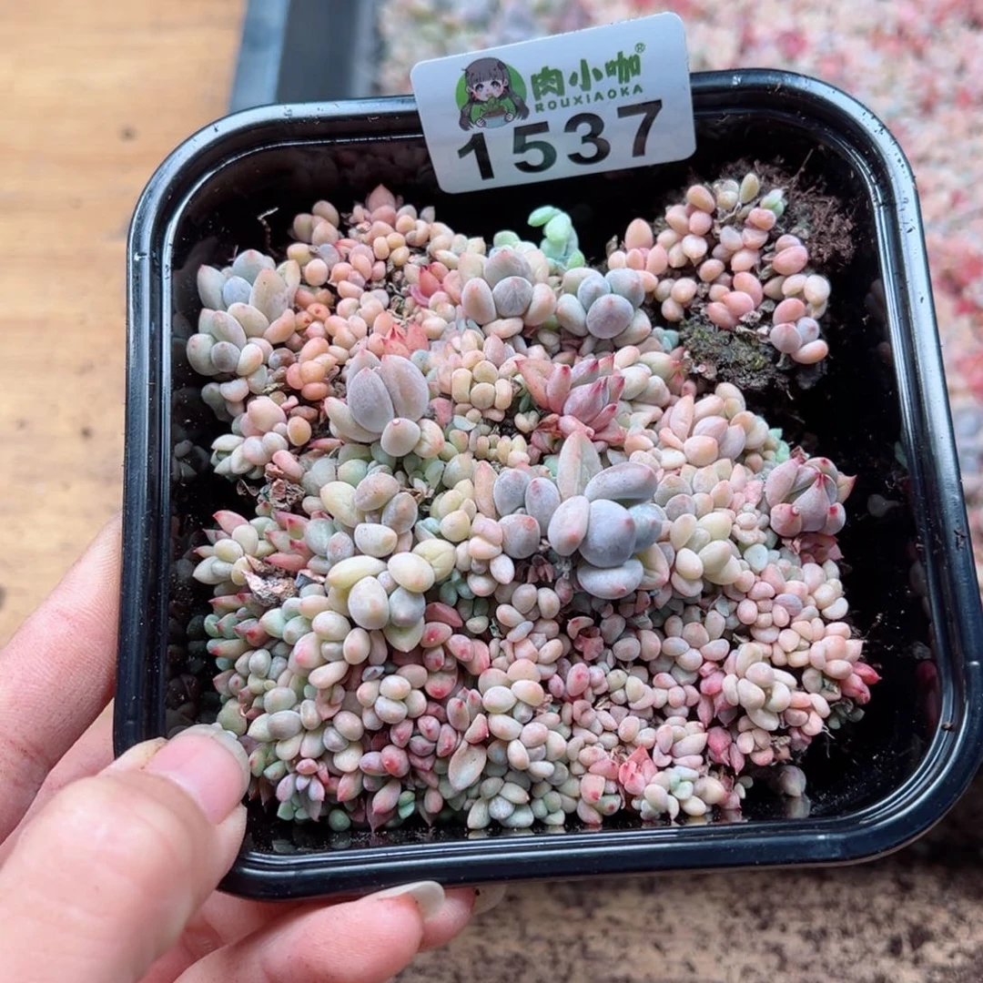 多肉植物多肉植物