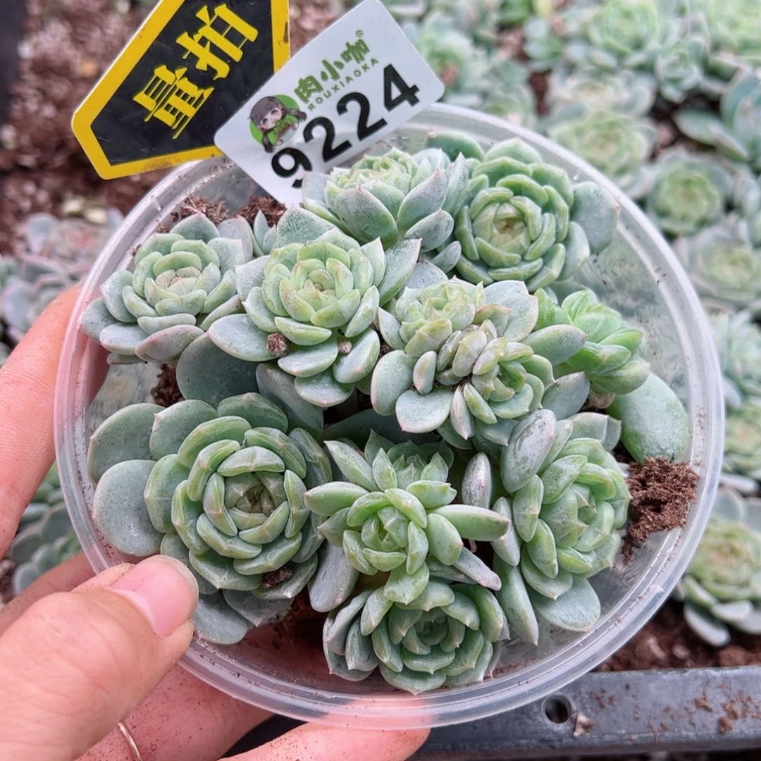 多肉植物多肉植物