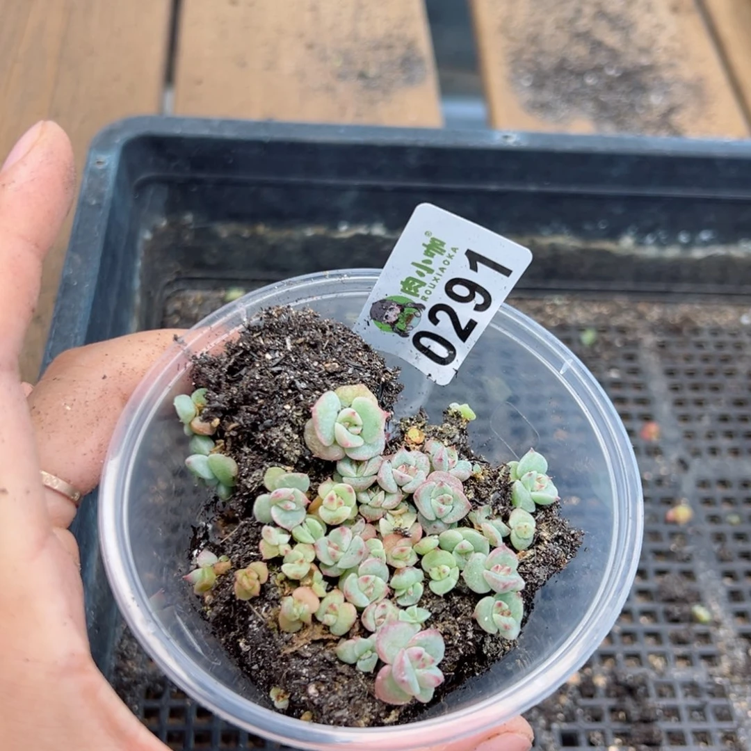 多肉植物多肉植物