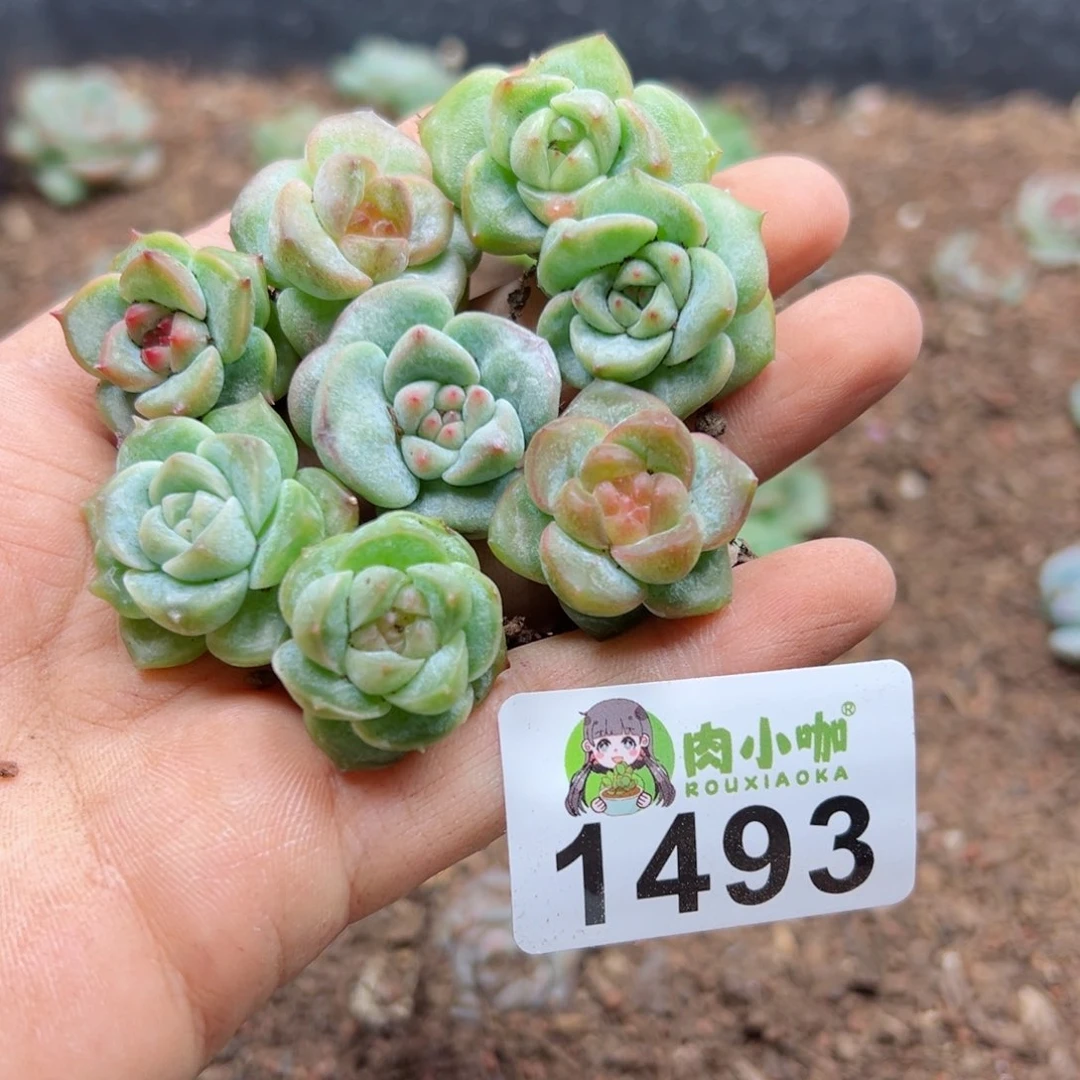 多肉植物多肉植物