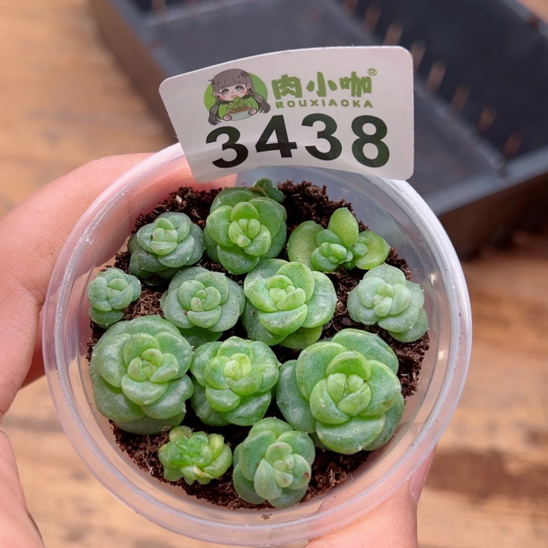 多肉植物多肉植物