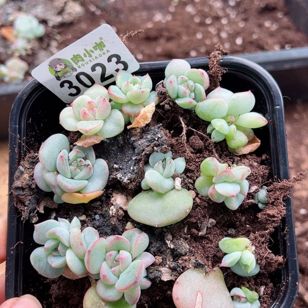 多肉植物多肉植物