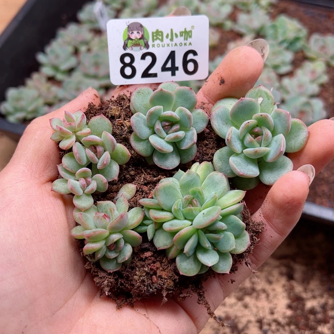 多肉植物多肉植物