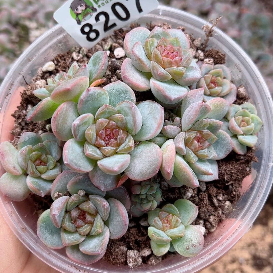 多肉植物多肉植物