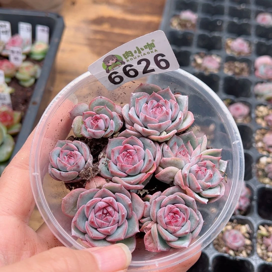 多肉植物多肉植物