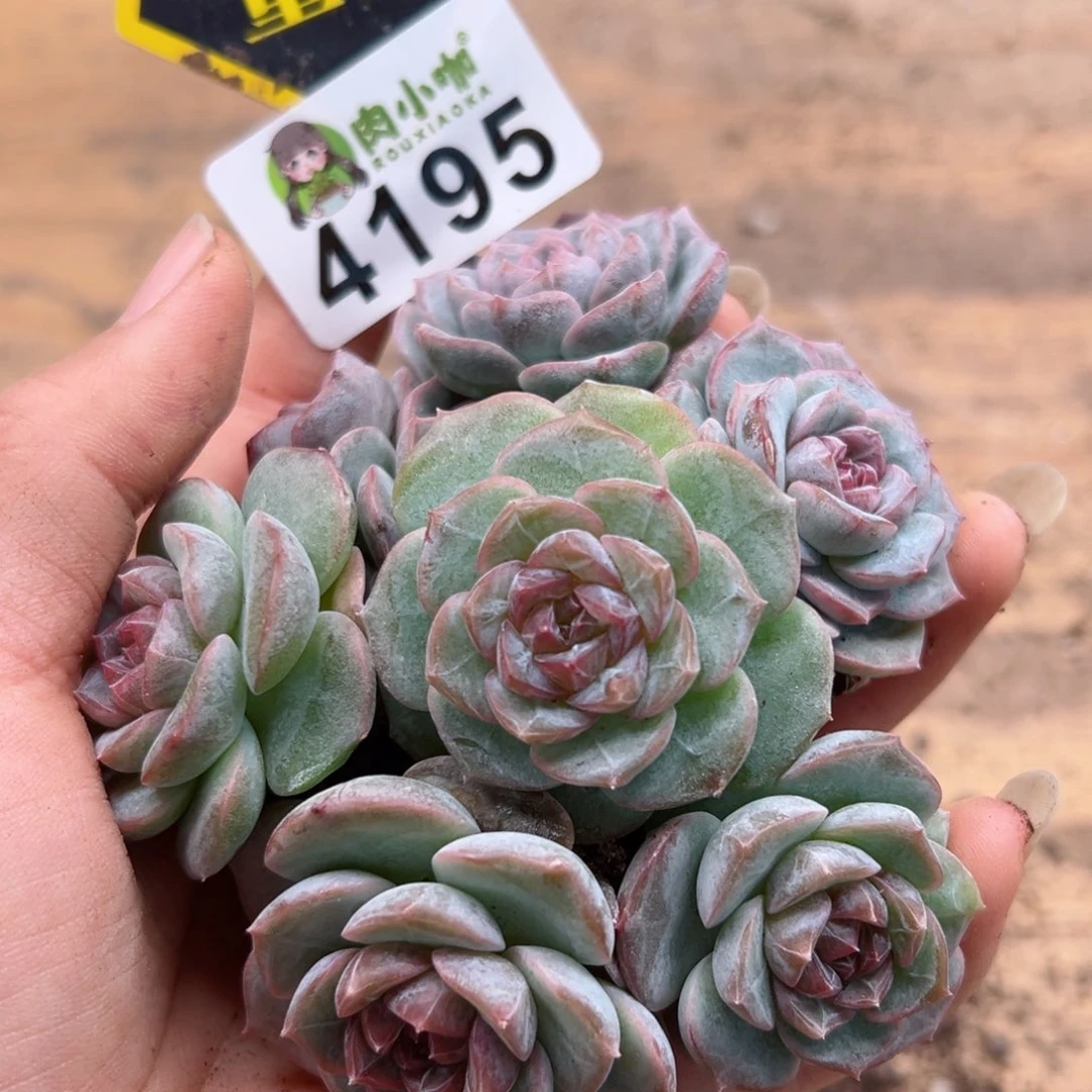 多肉植物多肉植物