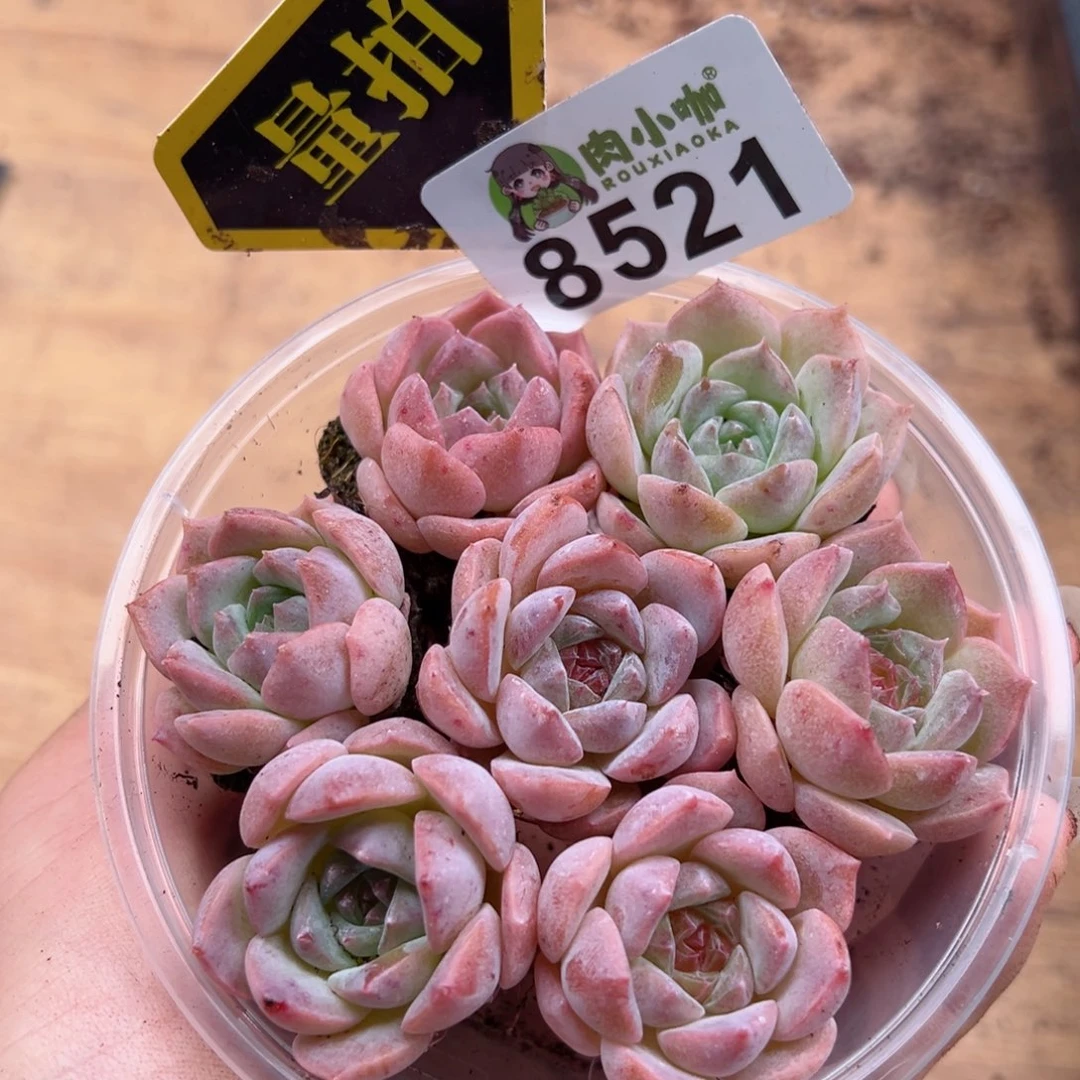 多肉植物多肉植物