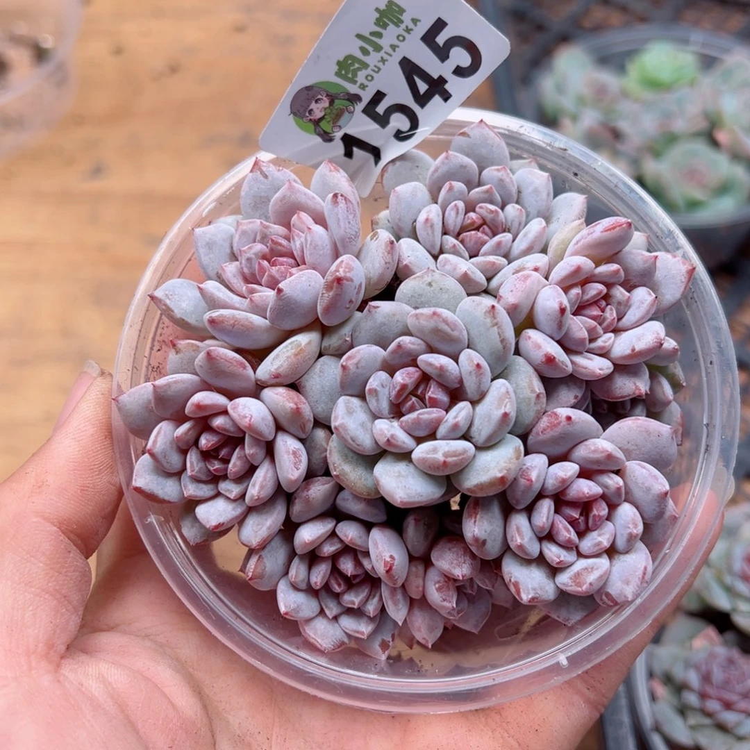 多肉植物多肉植物