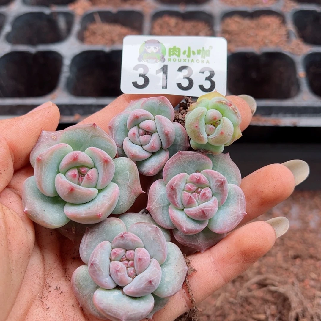 多肉植物多肉植物