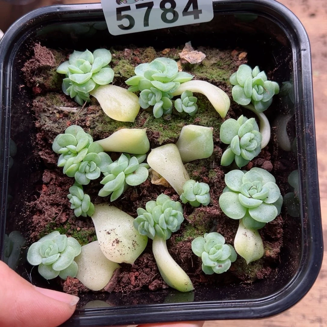 多肉植物多肉植物