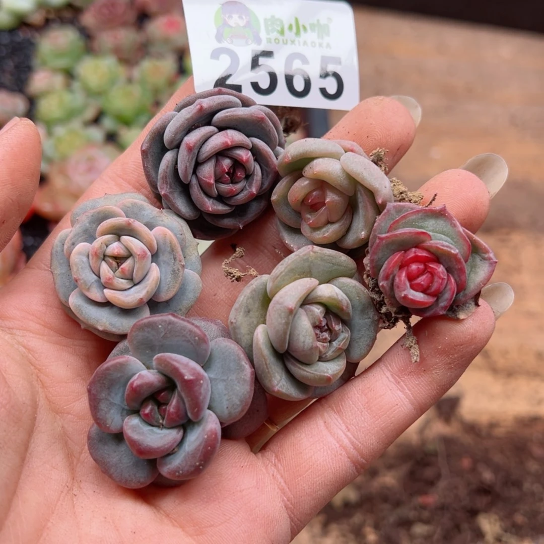 钱****?多肉植物多肉植物