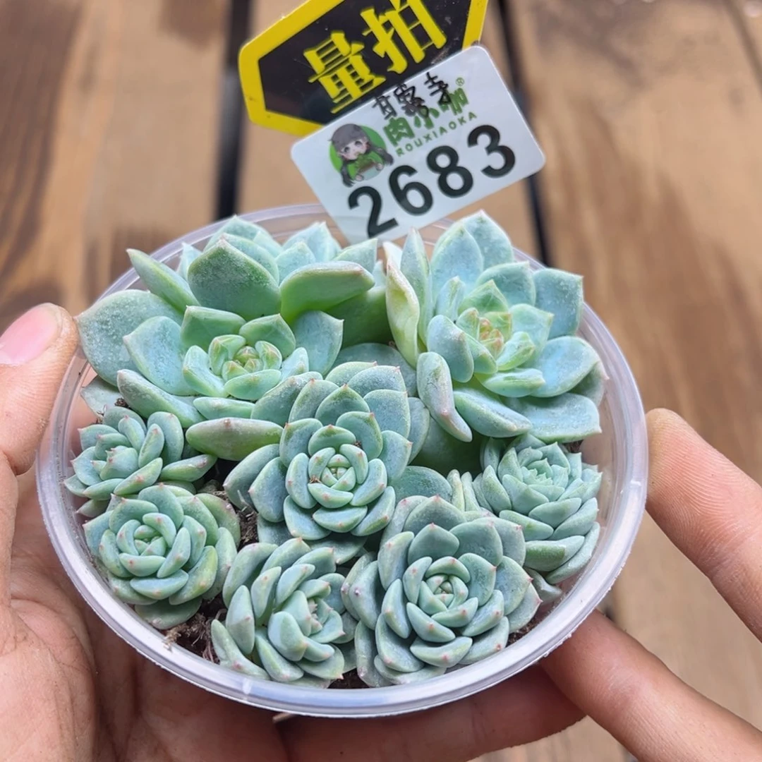 多肉植物多肉植物