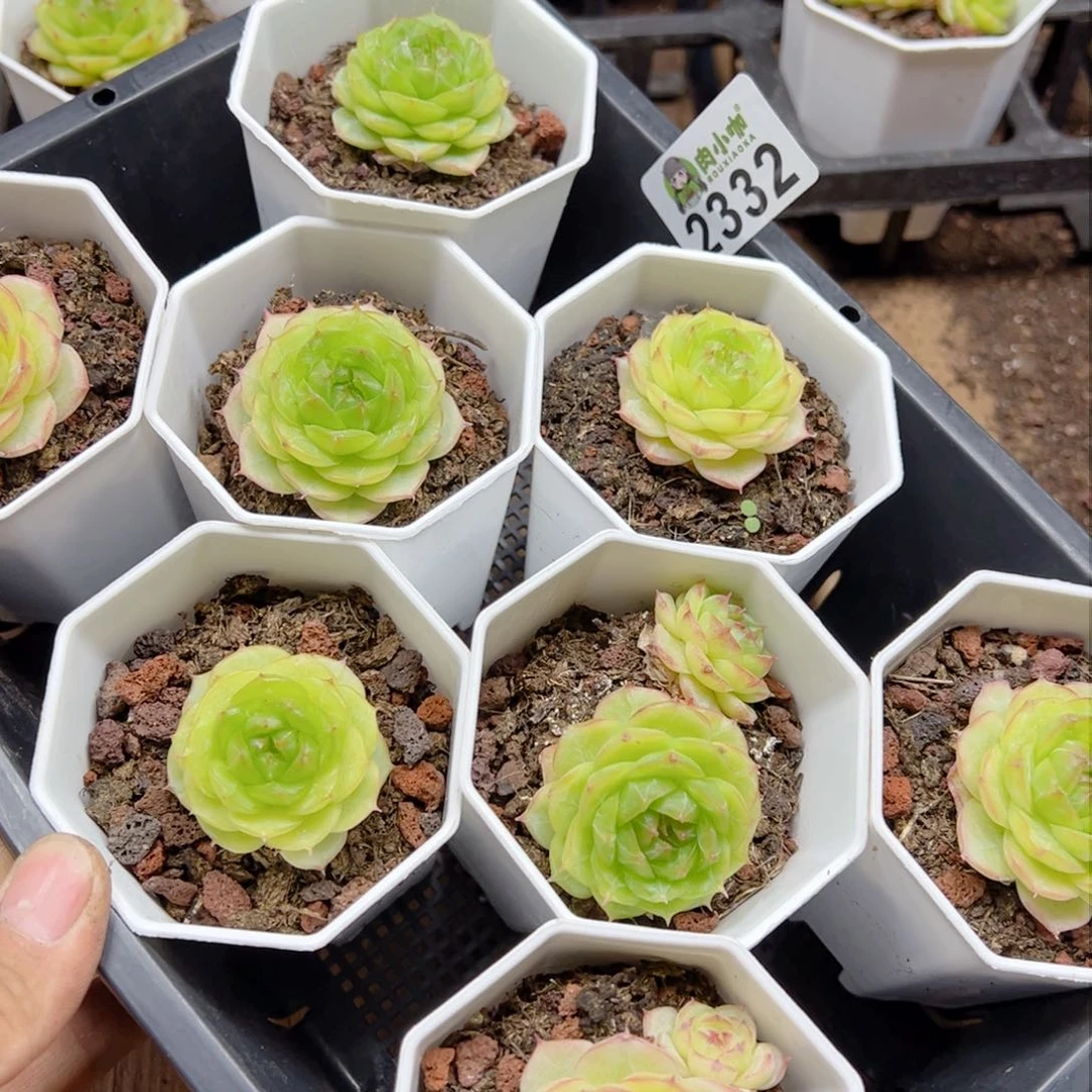 桫*多肉植物多肉植物