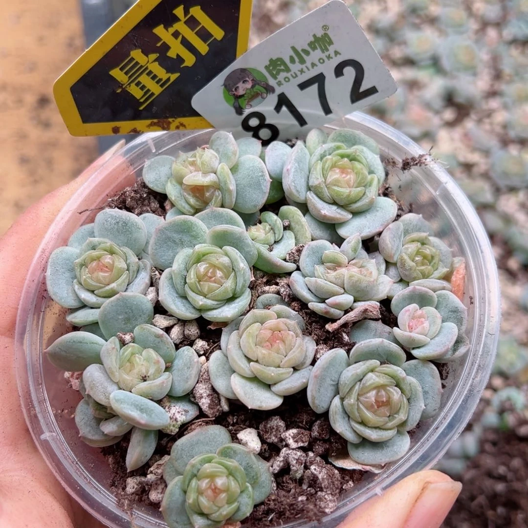 多肉植物多肉植物