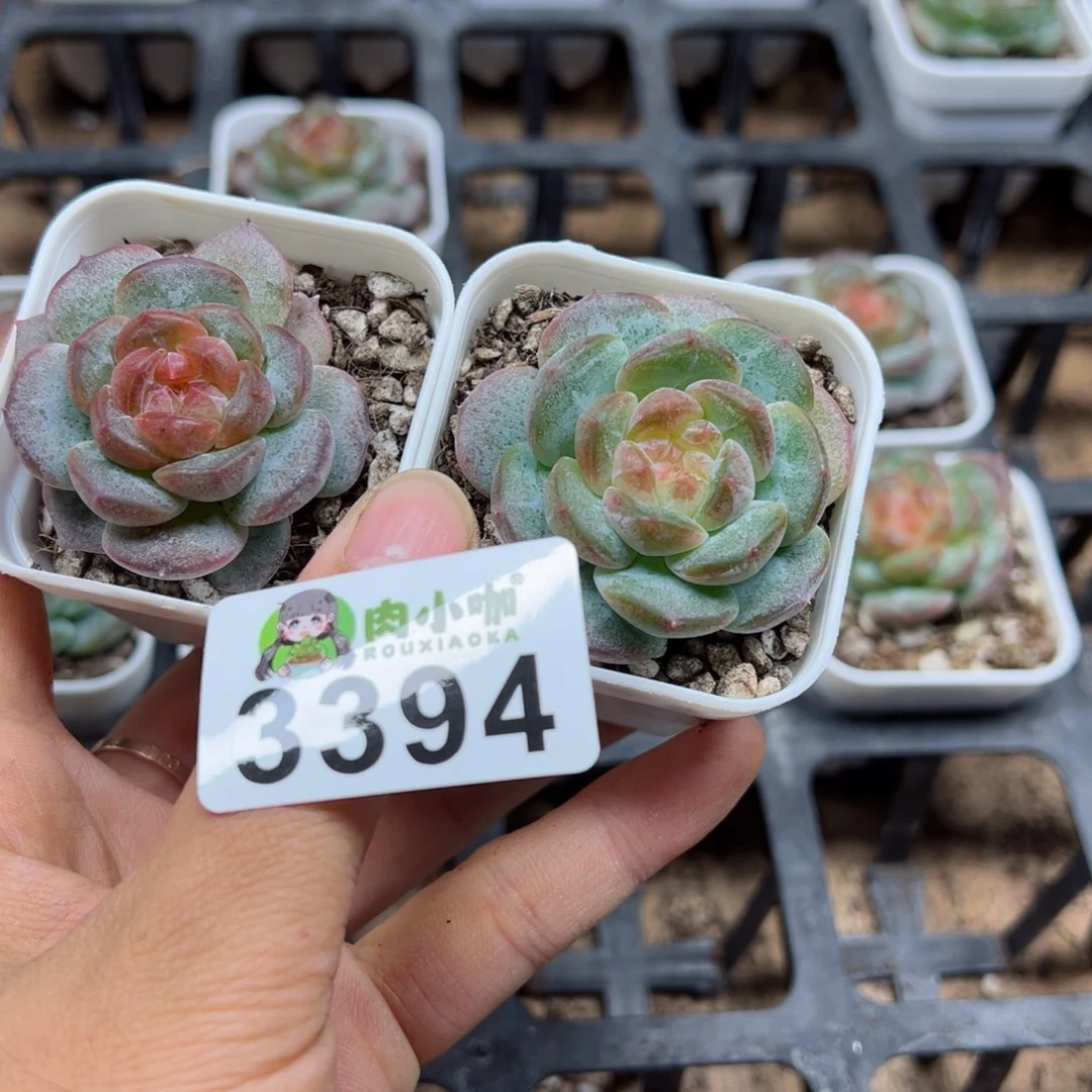 璃多肉植物多肉植物