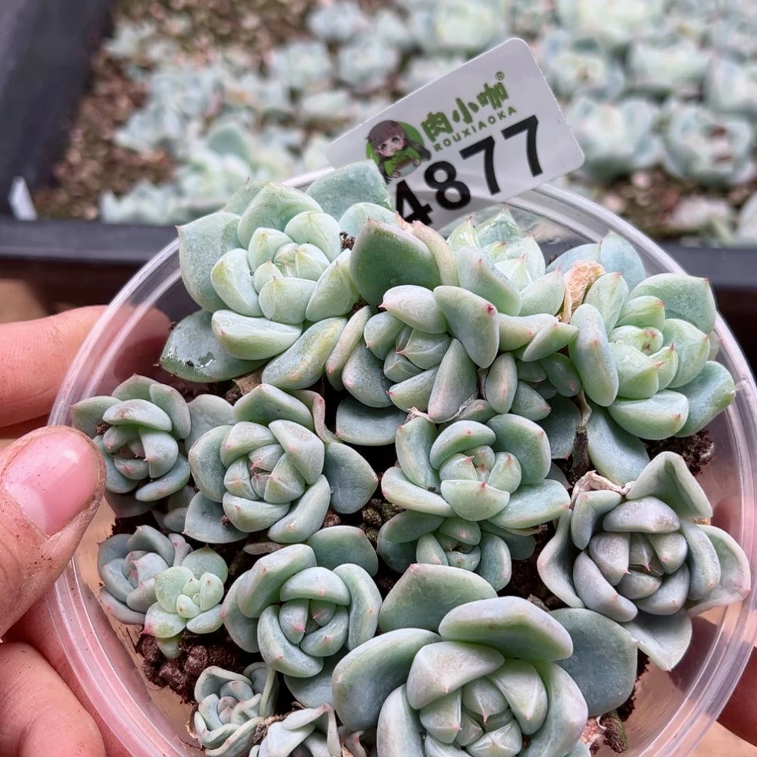 多肉植物多肉植物