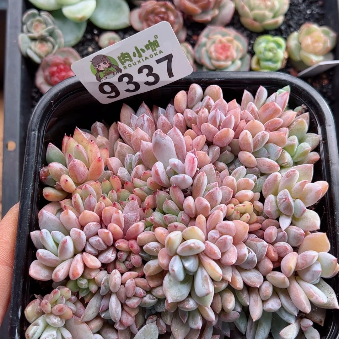 多肉植物多肉植物