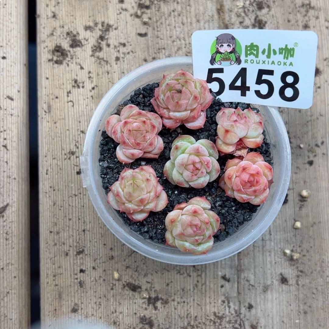 冬**败多肉植物多肉植物