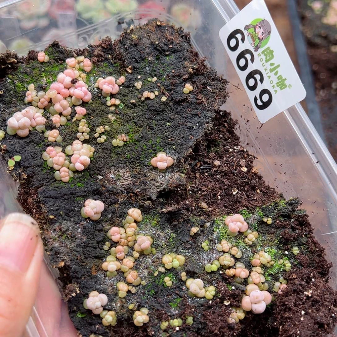 蓝****多肉植物多肉植物