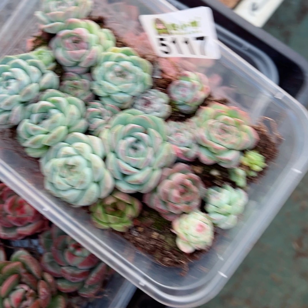多肉植物多肉植物