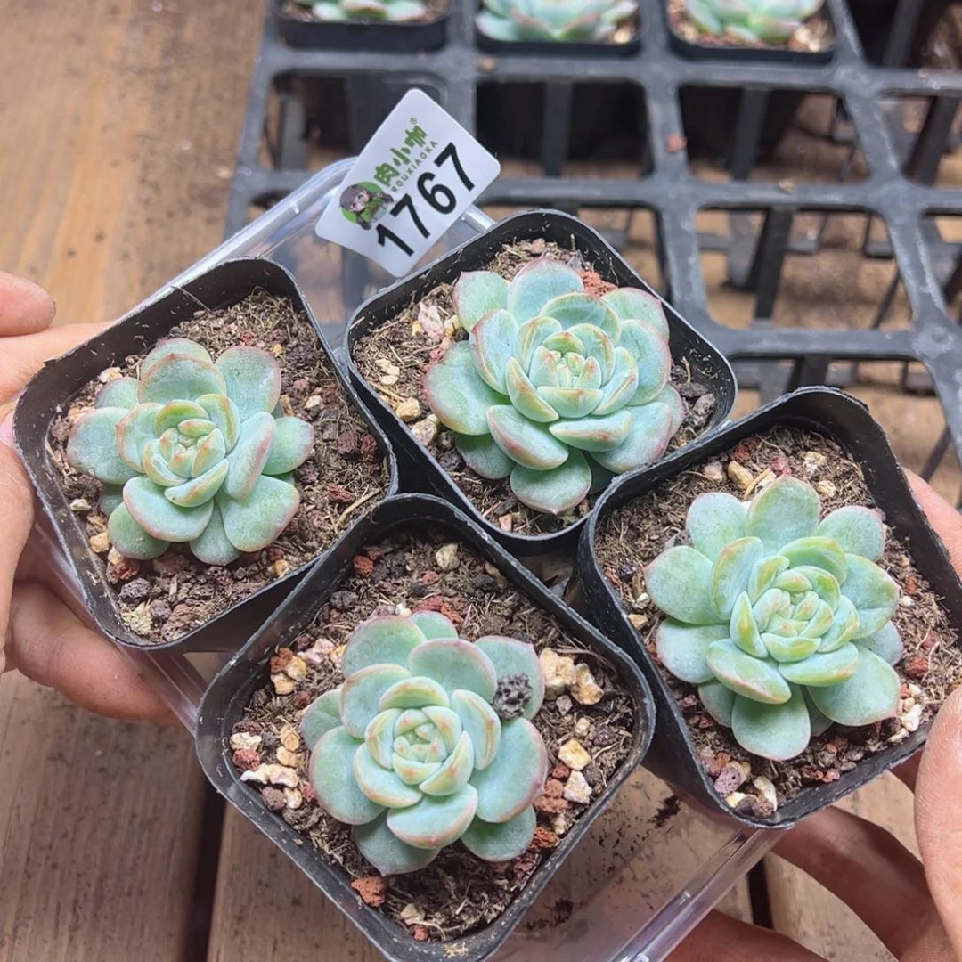 多肉植物多肉植物