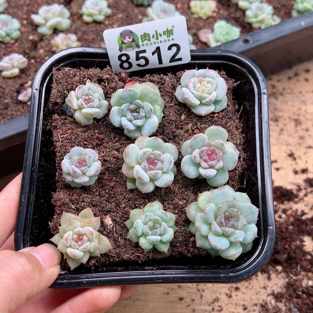 多肉植物多肉植物