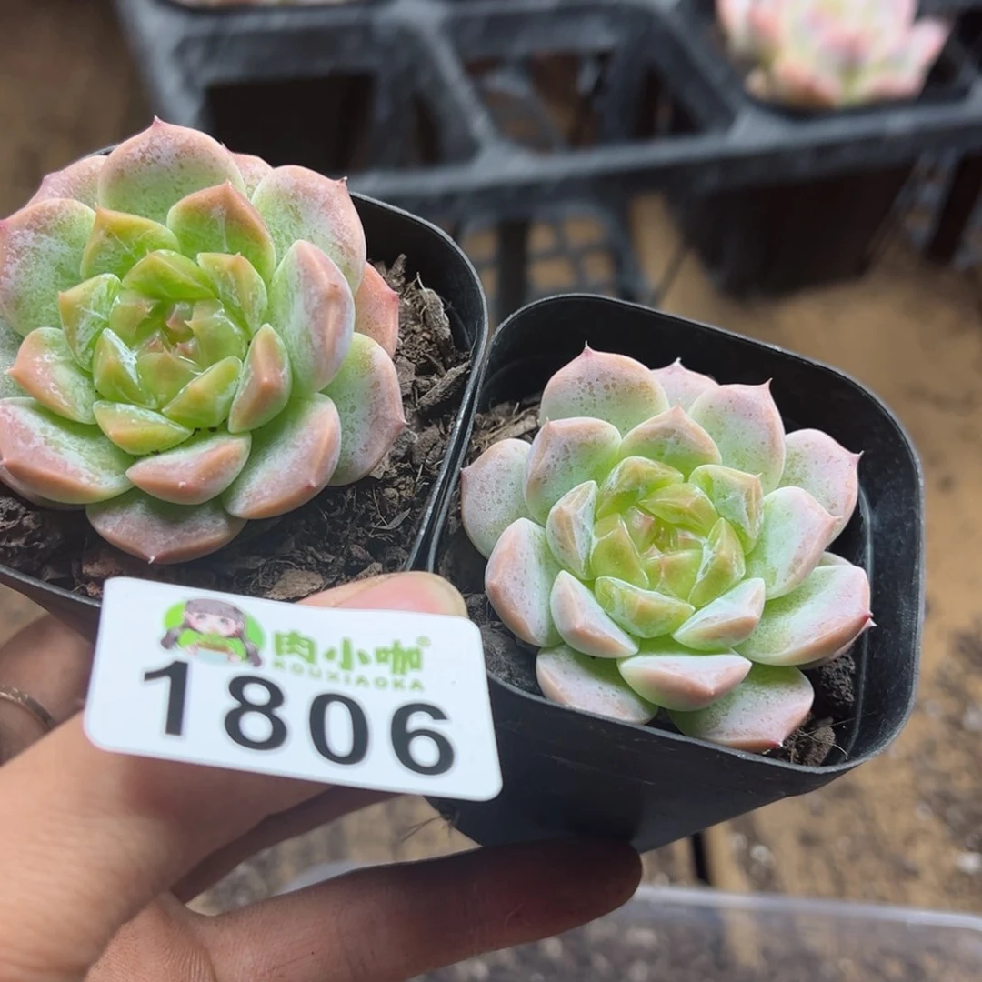 多肉植物多肉植物