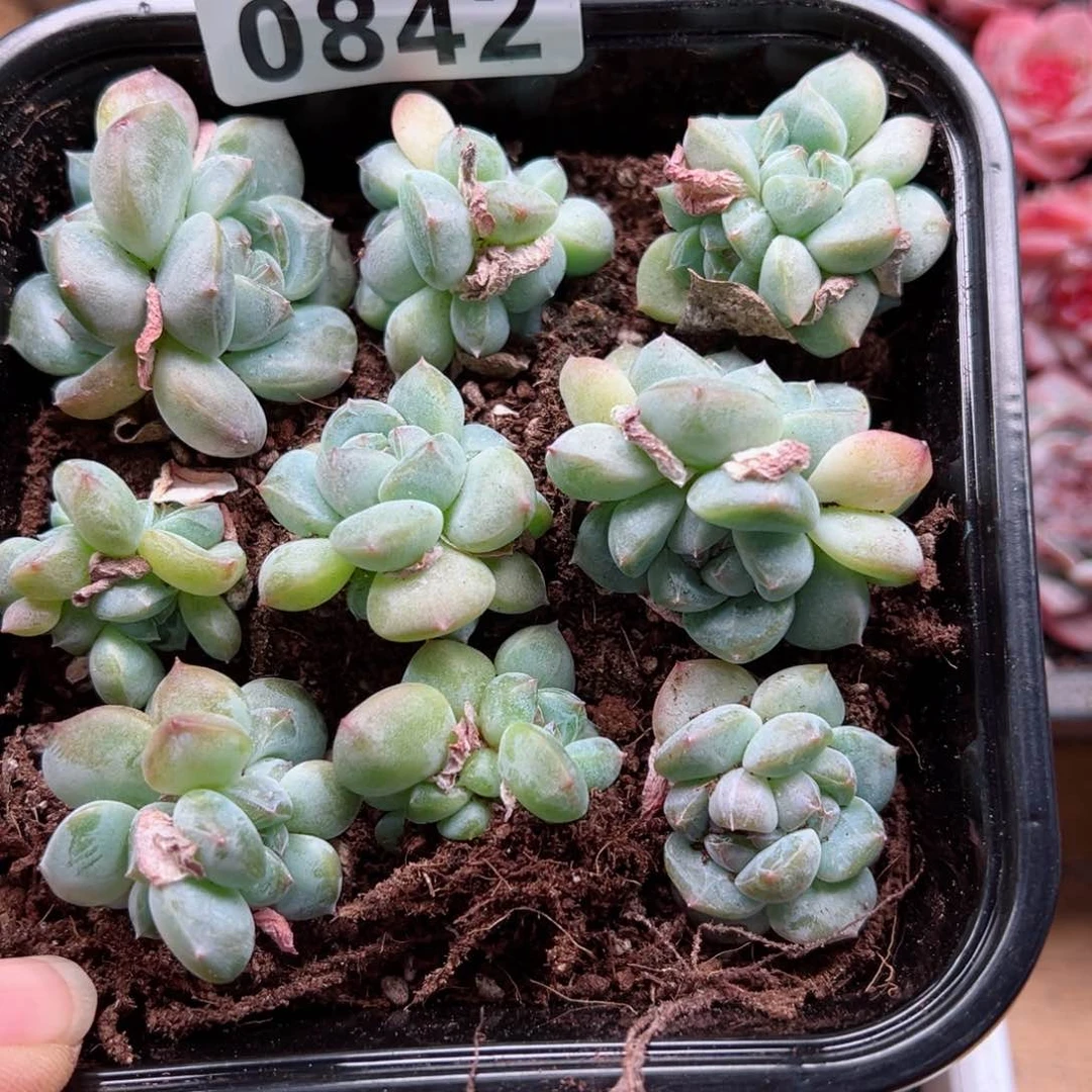 多肉植物多肉植物