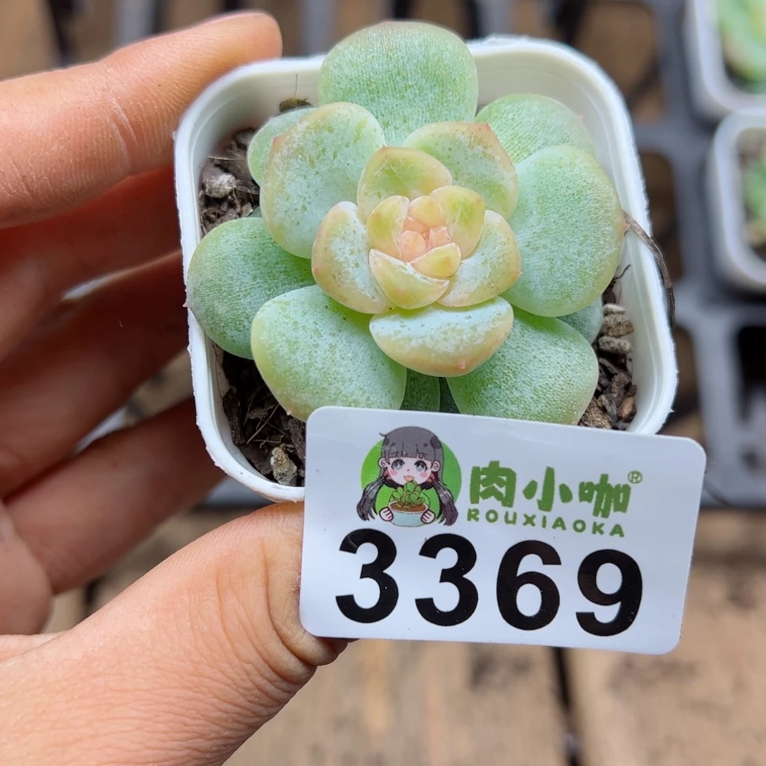 多肉植物多肉植物