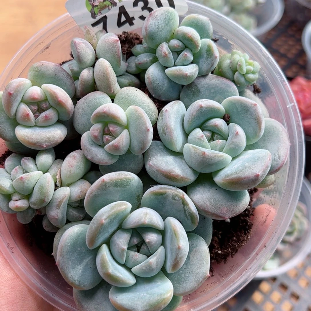 多肉植物多肉植物