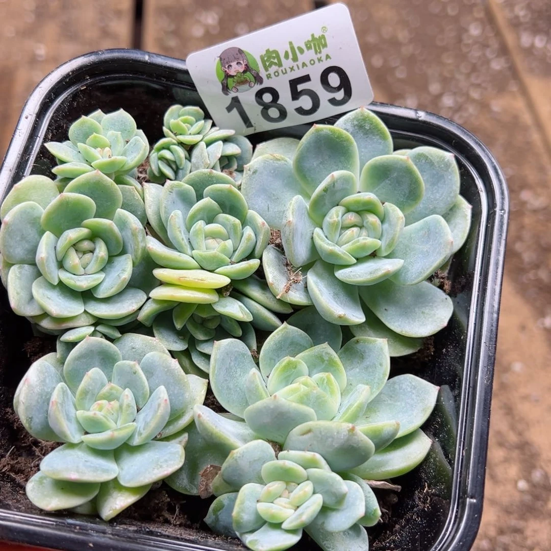 多肉植物多肉植物