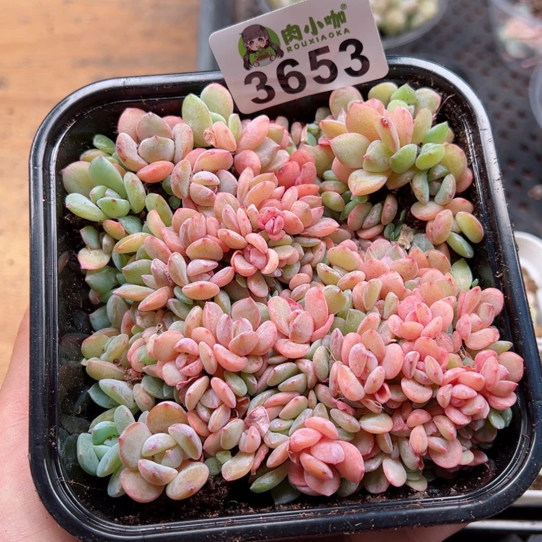 多肉植物多肉植物