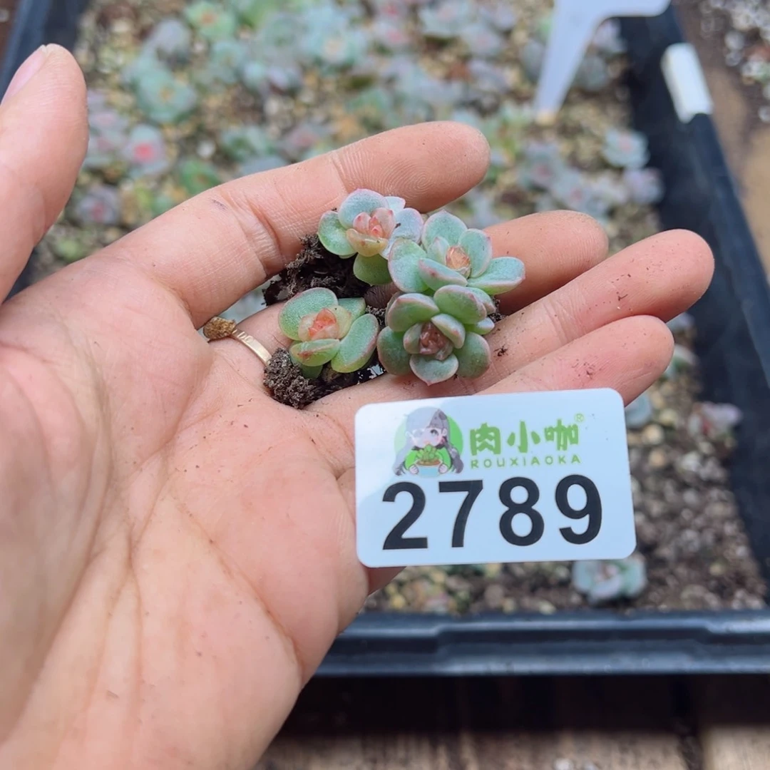 多肉植物多肉植物x