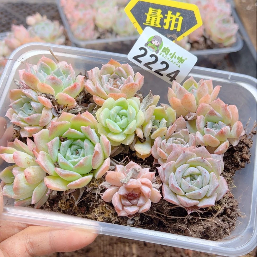 多肉植物多肉植物